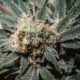 cannabis by krystalramirez 2 HOMEPAGE
