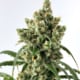 cannabis strains august