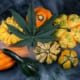 Harvest fall background with gourds and cannabis leaf