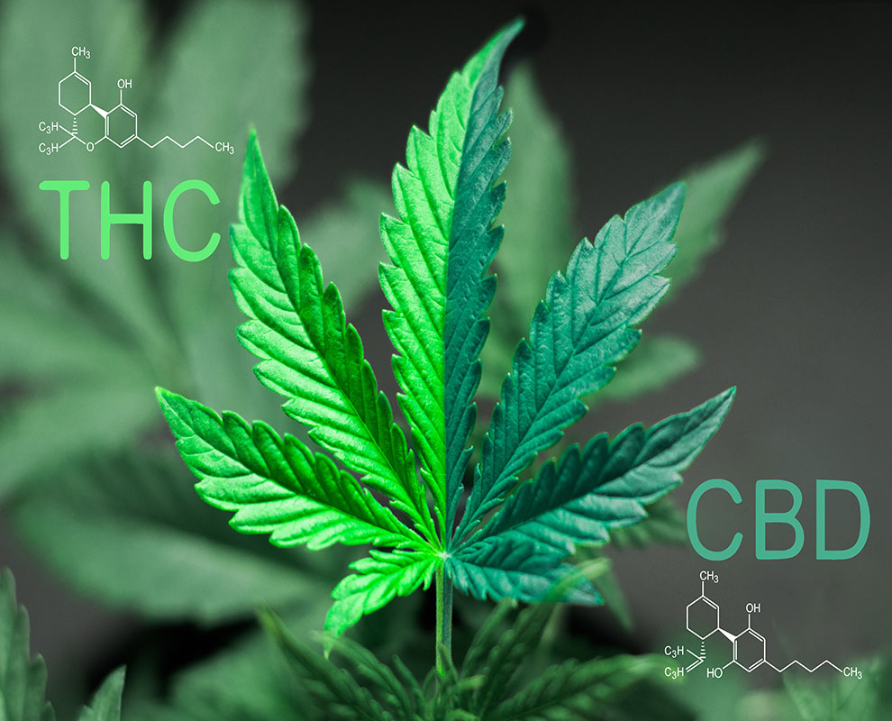 5 Best High CBD / Low THC Marijuana Strains