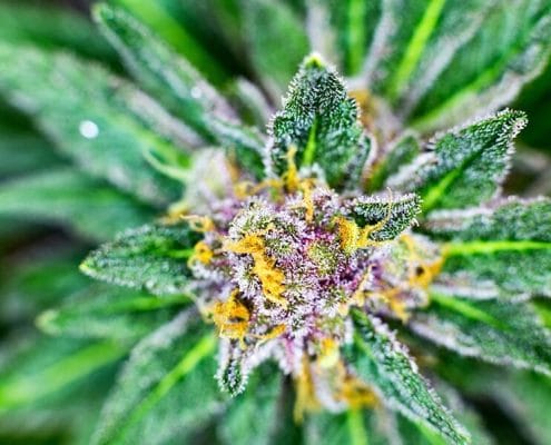 Cannabis Trichomes How Cannabinoids terpenes And Flavonoids Are Made