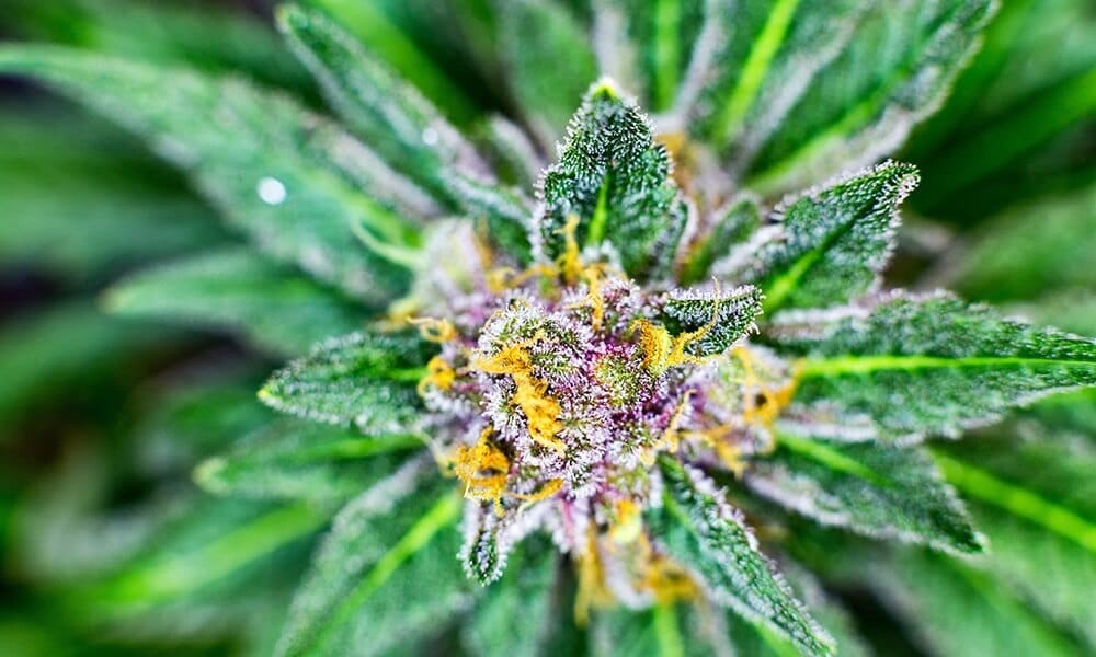Cannabis Trichomes How Cannabinoids terpenes And Flavonoids Are Made