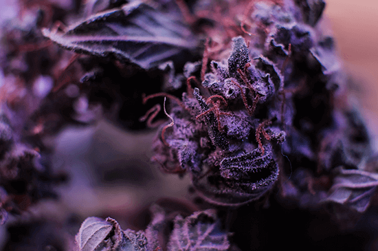 THCA vs THC Purple weed close up