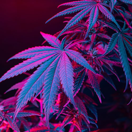 purple cannabis strains