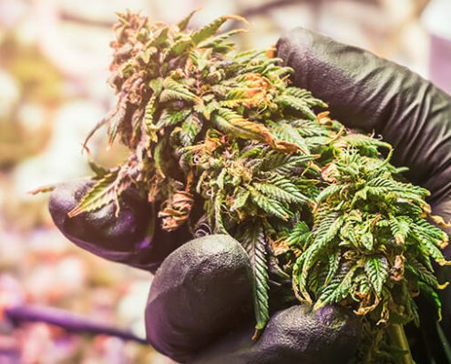 holding a marijuana plant