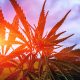 marijuanas strain with sunrays
