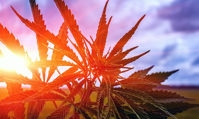 marijuanas strain with sunrays