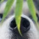 Dog smelling cannabis