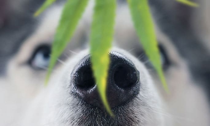 Dog smelling cannabis