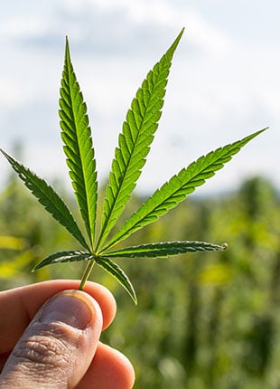 Holding on to Marijuana Plant with Fingertips