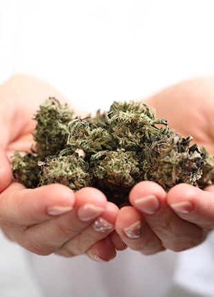 Marijuana Bud On Hands