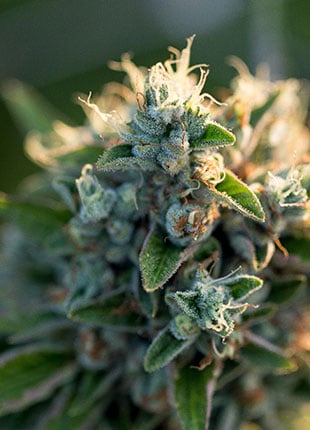 Marijuana Plant Close Up