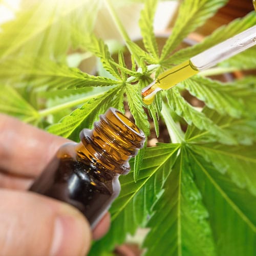 CBD and the Cannabis Plant