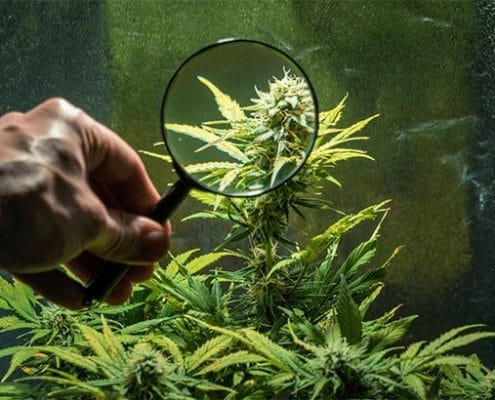Identify Female and Male Marijuana Plants