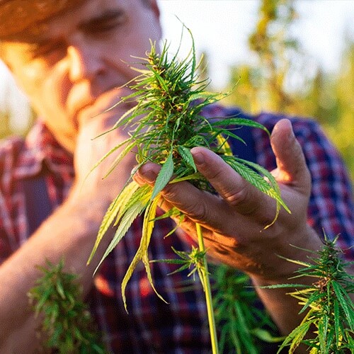Identify Marijuana Plant Gender